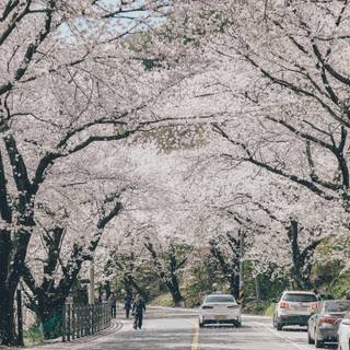 Spring Seoul wallpaper