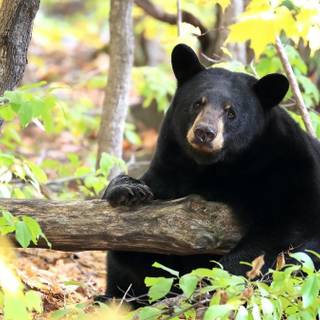 Spring bears wallpaper