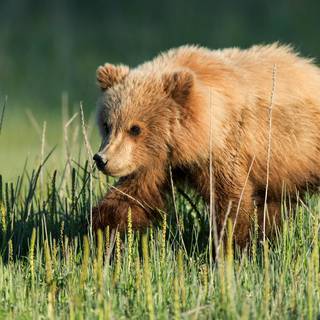 Spring bears wallpaper