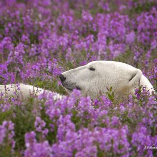 Spring bears wallpaper