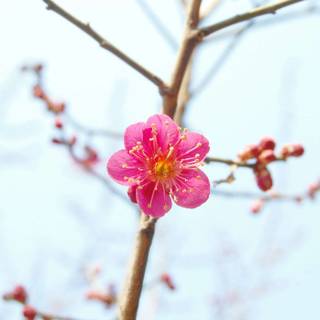 Spring Seoul wallpaper