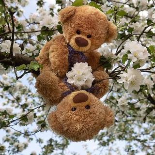 Spring bears wallpaper