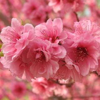 Spring Bejing wallpaper