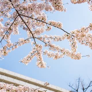 Spring Seoul wallpaper