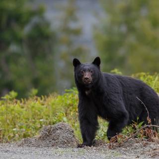 Spring bears wallpaper