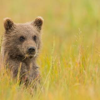 Spring bears wallpaper