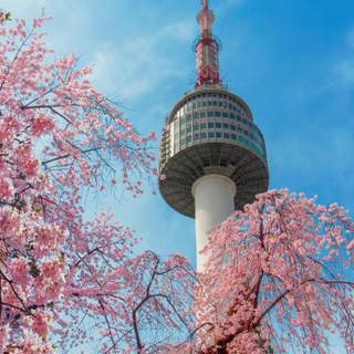 Spring Bejing wallpaper