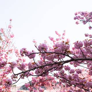 Spring Bejing wallpaper