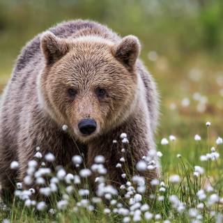 Spring bears wallpaper