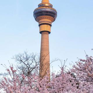 Spring Bejing wallpaper