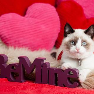 San Valentines 2023 wallpaper