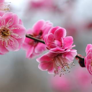 Spring Bejing wallpaper