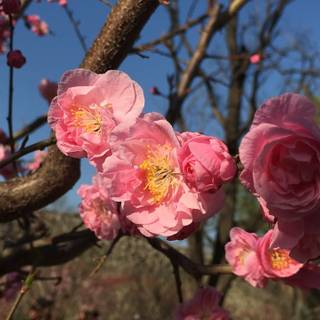 Spring Bejing wallpaper