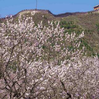 Spring Bejing wallpaper
