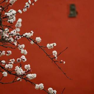 Spring Bejing wallpaper