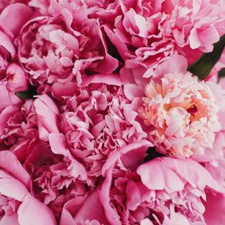 Valentine flowers vertical wallpaper