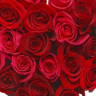 Valentine flowers vertical wallpaper