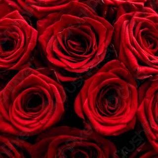 Valentine flowers vertical wallpaper