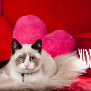Cute kittens Valentines Day wallpaper