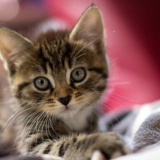 Cute kittens Valentines Day wallpaper