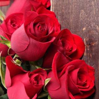 Valentine flowers vertical wallpaper