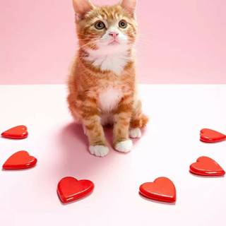 Cute kittens Valentines Day wallpaper