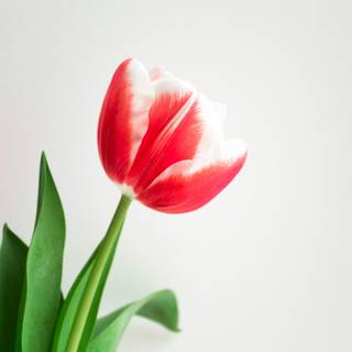 Valentine flowers vertical wallpaper