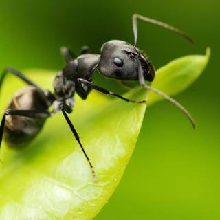 Ant insect wallpaper