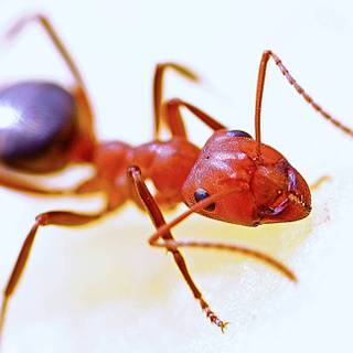 Ant insect wallpaper