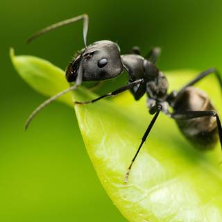 Ant insect wallpaper