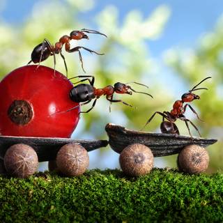 Ant insect wallpaper