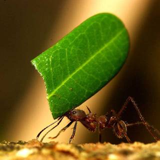 Ant insect wallpaper