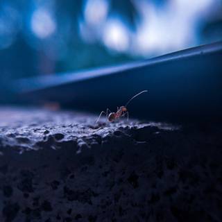 Ant insect wallpaper