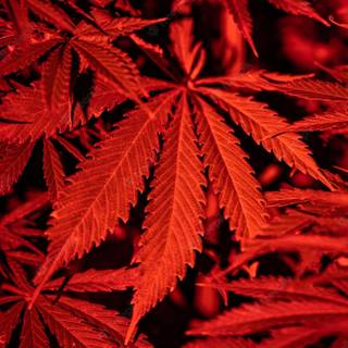 Red neon weed wallpaper