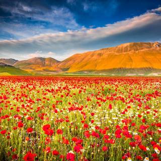 Castelluccio Di Norcia Umbria wallpaper