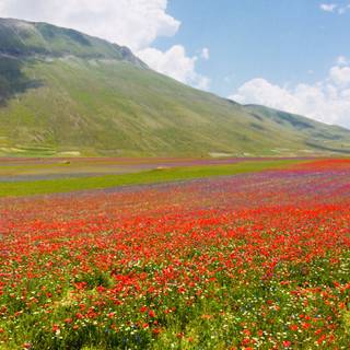 Castelluccio Di Norcia Umbria wallpaper