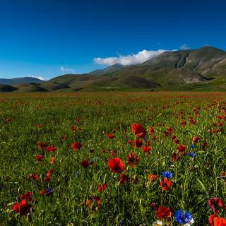 Castelluccio Di Norcia Umbria wallpaper