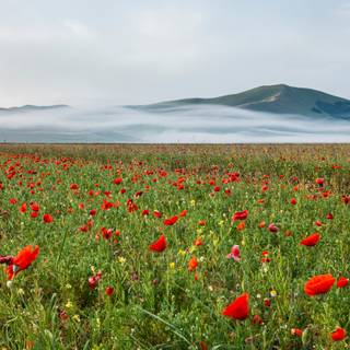 Castelluccio Di Norcia Umbria wallpaper