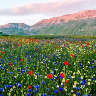 Castelluccio Di Norcia Umbria wallpaper