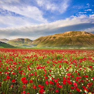 Castelluccio Di Norcia Umbria wallpaper