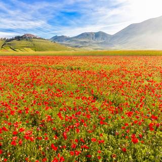 Castelluccio Di Norcia Umbria wallpaper