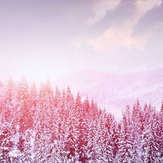 Winter pink tree wallpaper