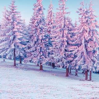 Winter pink tree wallpaper