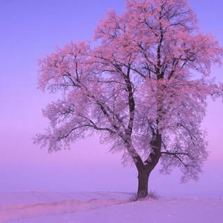 Winter pink tree wallpaper