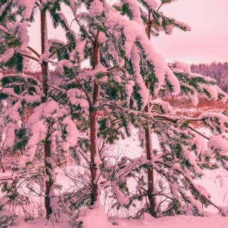 Winter pink tree wallpaper