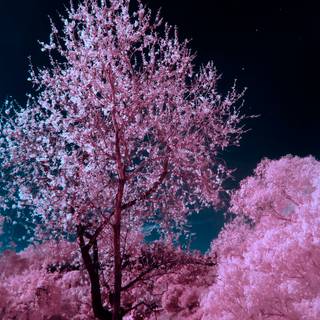Winter pink tree wallpaper