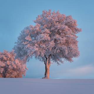 Winter pink tree wallpaper