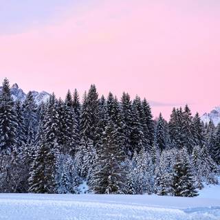 Winter pink tree wallpaper