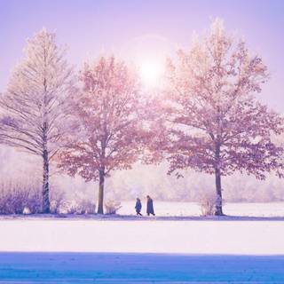Winter pink tree wallpaper