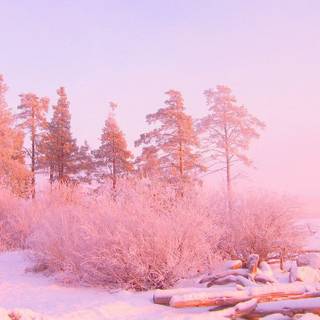 Winter pink tree wallpaper
